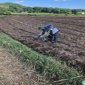 Xã cẩm Long tập trung sản xuất vụ đông